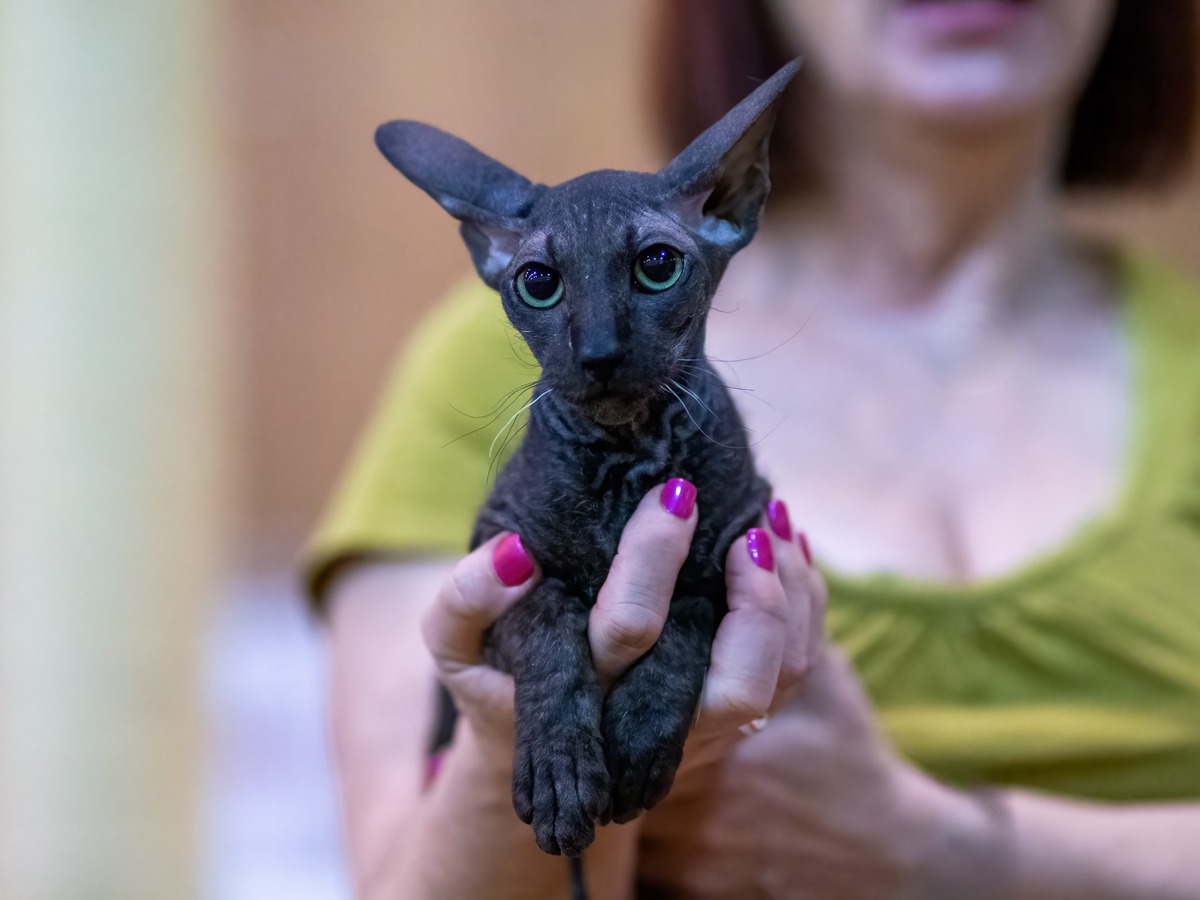 Peterbald v náručí človeka